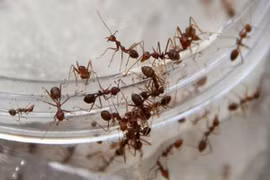 Ổ kiến trong tai