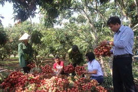 Tuần lễ vải thiều Lục Ngạn- Bắc Giang tại Hà Nội năm 2016