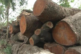 Xung quanh việc trồng cây xanh ở Thủ đô