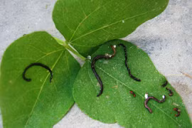 Nghệ An: Trùng lạ xuất hiện trên rau khiến người dân lo lắng