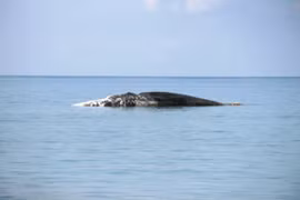 Cá voi "khủng" chết trên biển Bình Thuận