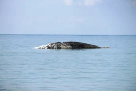 Cá voi "khủng" chết trên biển Bình Thuận