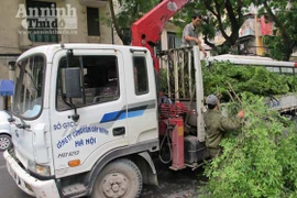 Cây bị chặt là thàn mát chứ không phải cây sưa 