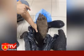 Phát hiện vụ vận chuyển 4 chi gấu ngựa quý hiếm