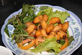 Phạt 6 triệu đồng đối với vườn ẩm thực kinh doanh món thức ăn là đuông dừa