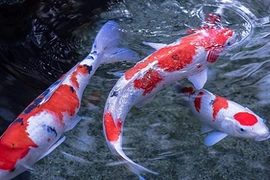 Trộm cá Koi Nhật đắt tiền... nấu lẩu