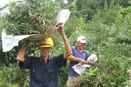 Đổ xô đến núi đào bới, tìm cây “thần dược”