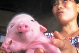 Lợn 2 đầu, 3 mắt xuất hiện ở Trung Quốc