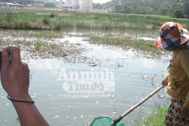 Nhà máy xả thải, cá chết hàng loạt