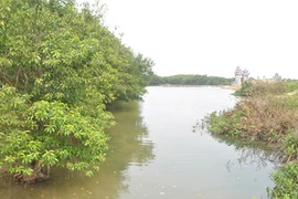 Kỳ tích “phục sinh” Rú Chá của lão nông Nguyễn Ngọc Đáp