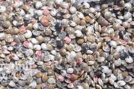 Ngư dân nghèo được mùa cào "lộc biển"