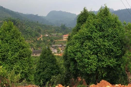 Khẩn cấp bảo tồn loài gỗ quý pơ mu và thông lá dẹt