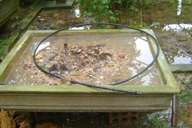 Điêu đứng vì nạn trộm cây cảnh