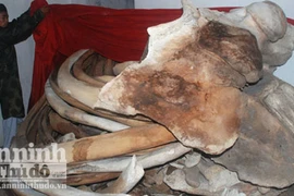 Phục dựng xương cá voi lớn nhất tại quê hương Hải đội Hoàng Sa