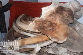 Phục dựng xương cá voi lớn nhất tại quê hương Hải đội Hoàng Sa