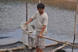 Cá đồng loạt chết trắng sau lũ