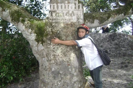 Bí ẩn khu rừng nguyên sinh giữa rú cát