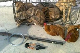 Ăn trộm gà còn dùng bình hơi cay tấn công cả Công an