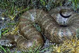 Nhận định và sơ cứu rắn độc cắn