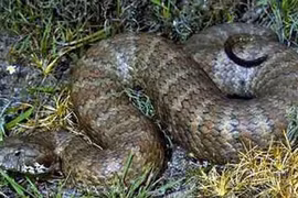 Nhận định và sơ cứu rắn độc cắn