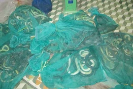 Bắt giữ 10 bao động vật hoang dã