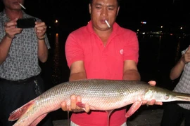 Bắt được con cá có hình dạng kỳ lạ, dài gần 1 mét