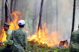 Đốt rẫy làm cháy hơn 6 ha rừng thông