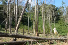 “Cạo trọc” rừng phòng hộ đầu nguồn