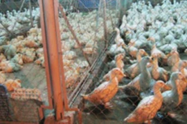 Chăm đàn gà con, một người bị điện giật chết