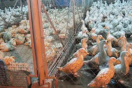 Chăm đàn gà con, một người bị điện giật chết