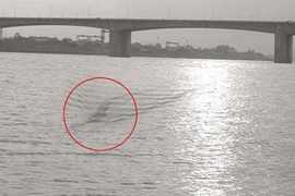 "Quái vật sông Hồng" chỉ là trò bịp photoshop