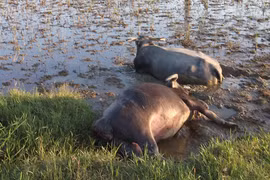 Trụ điện hở- trâu thế mạng người