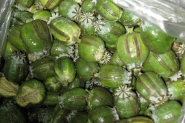 Gần 7 năm tù cho các đối tượng mua bán thuốc phiện tươi