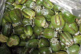 Gần 7 năm tù cho các đối tượng mua bán thuốc phiện tươi