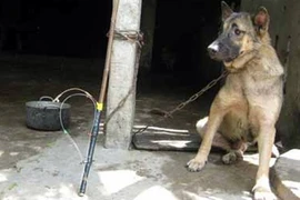 “Cẩu tặc” sa lưới