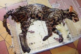 Xót xa xem cảnh mèo rừng bị giết