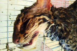 Lại giết mèo rừng để phục vụ thực khách giữa Thủ đô