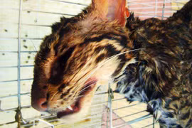 Lại giết mèo rừng để phục vụ thực khách giữa Thủ đô