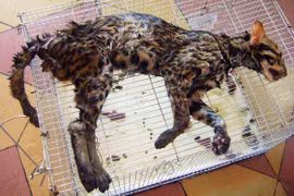 Xót xa xem cảnh mèo rừng bị giết