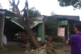 Cây xanh bật gốc đè cơ sở phế liệu, nhiều người tháo chạy