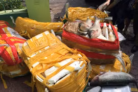 3 lần bị tóm khi chở thủy sản lậu về Hà Nội