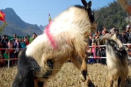 Ấn tượng những cú ra đòn của "đấu sỹ" dê trên cao nguyên đá Đồng Văn