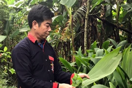 Ba Vì: Người "giữ lửa" nơi bản Dao Yên Sơn