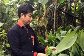 Ba Vì: Người "giữ lửa" nơi bản Dao Yên Sơn