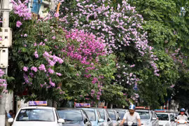 Hà Nội vào hè với sắc tím bằng lăng, đỏ phượng vĩ