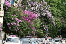 Hà Nội vào hè với sắc tím bằng lăng, đỏ phượng vĩ