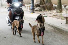 Chó thả rông không rọ mõm, nỗi khiếp sợ của người đi đường 