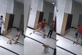 Chủ chó hành hung người cha bảo vệ con sẽ bị phạt tiền hay xử lý hình sự?