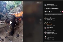 Giết khỉ khoe TikTok có thể phải ngồi tù tới 12 năm?