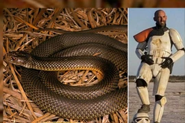 Thoát rắn độc cắn nhờ hóa trang như phim Star Wars